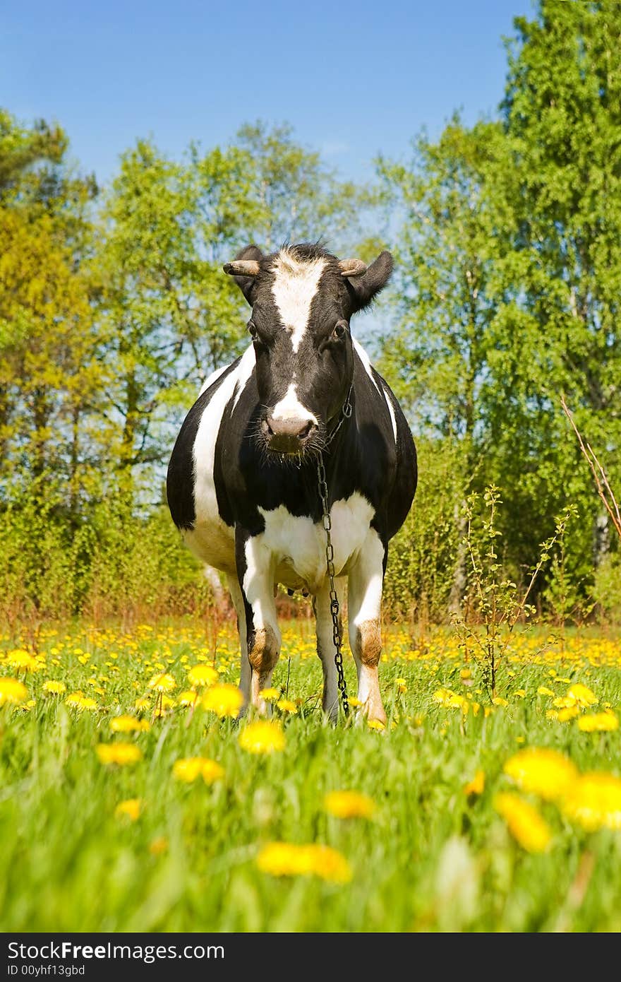 Cow on a summer lawn