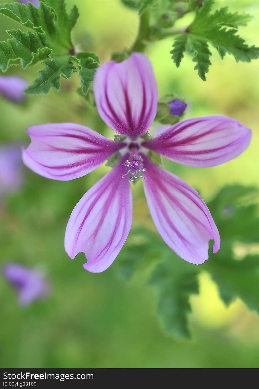 Lilac flower