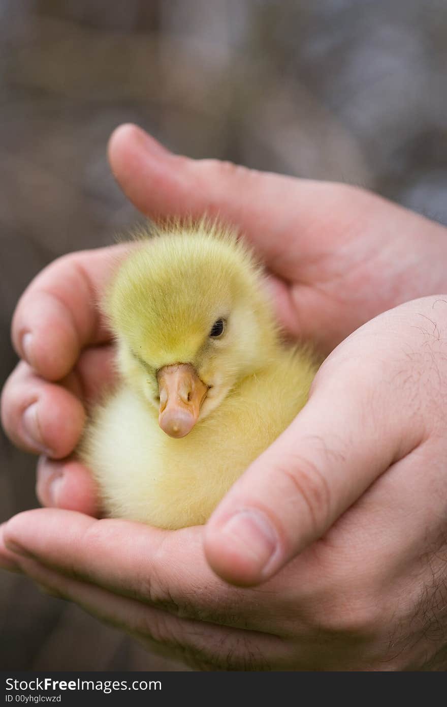 Little goose in a human hands