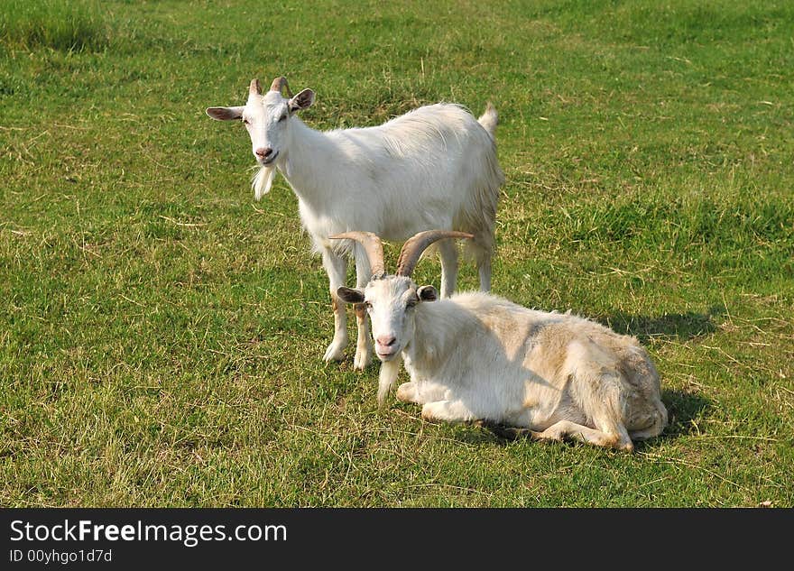 A goats on the meadow