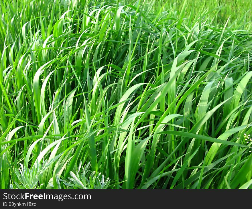 Rural landscape, new green grass. Rural landscape, new green grass