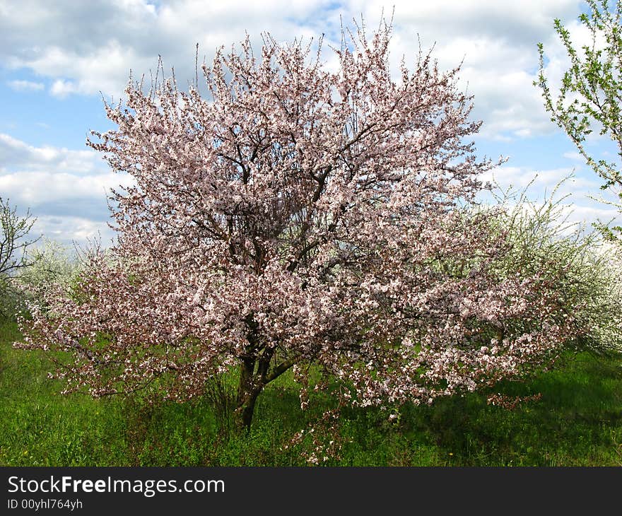 Spring blossoming garden of fruit trees