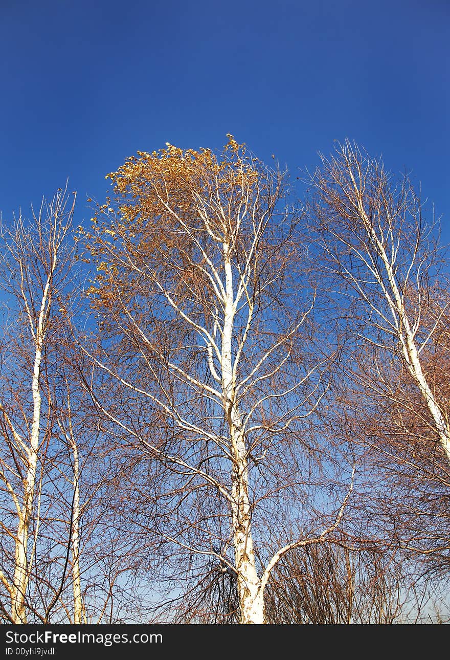 Tree tops against blue sky