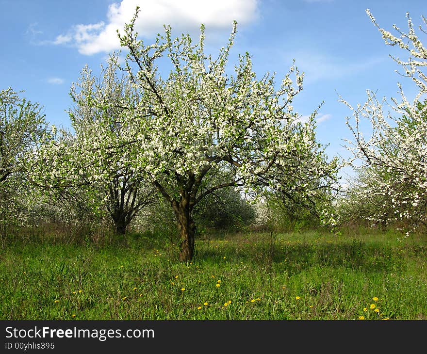 Spring blossoming garden of fruit trees