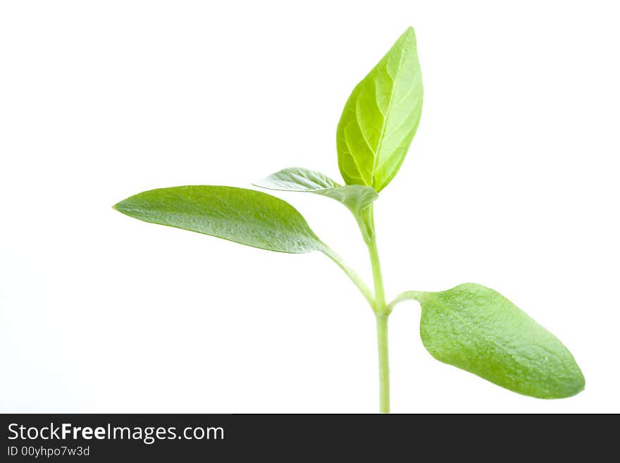 Transplant of a tree on a white background. Concept for environment conservation.