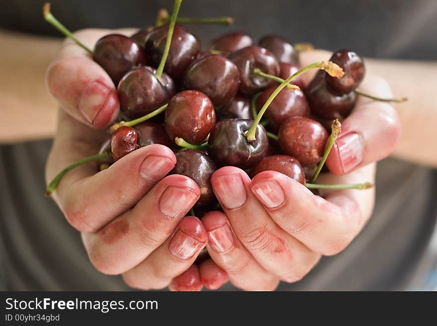 Hands Full Of Fresh Ripe Cherr