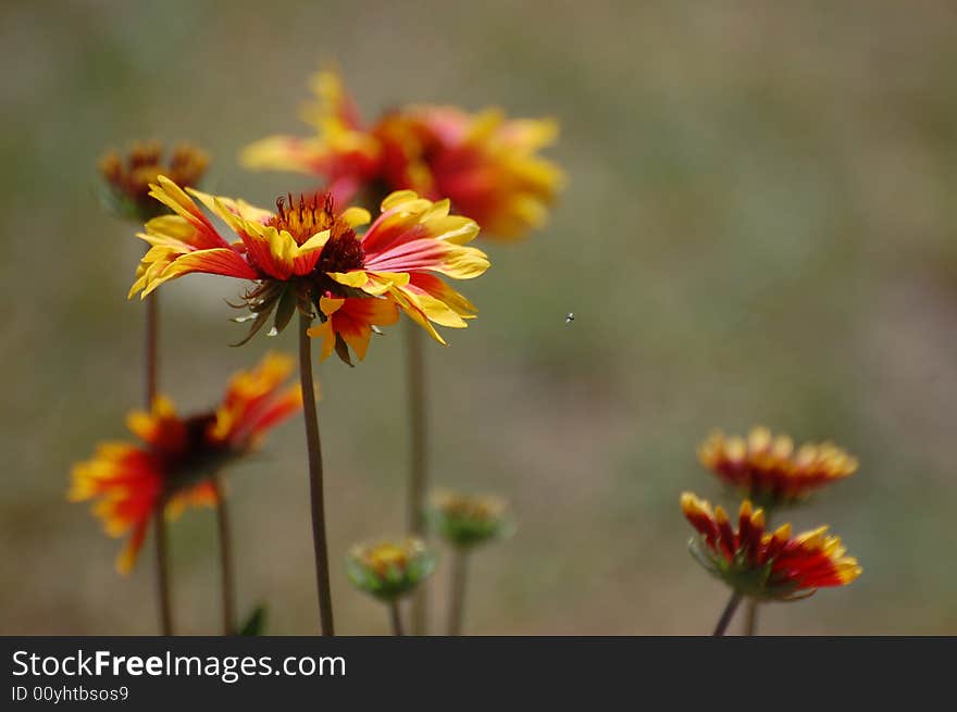 Outdoor decorative flowers in Kiev