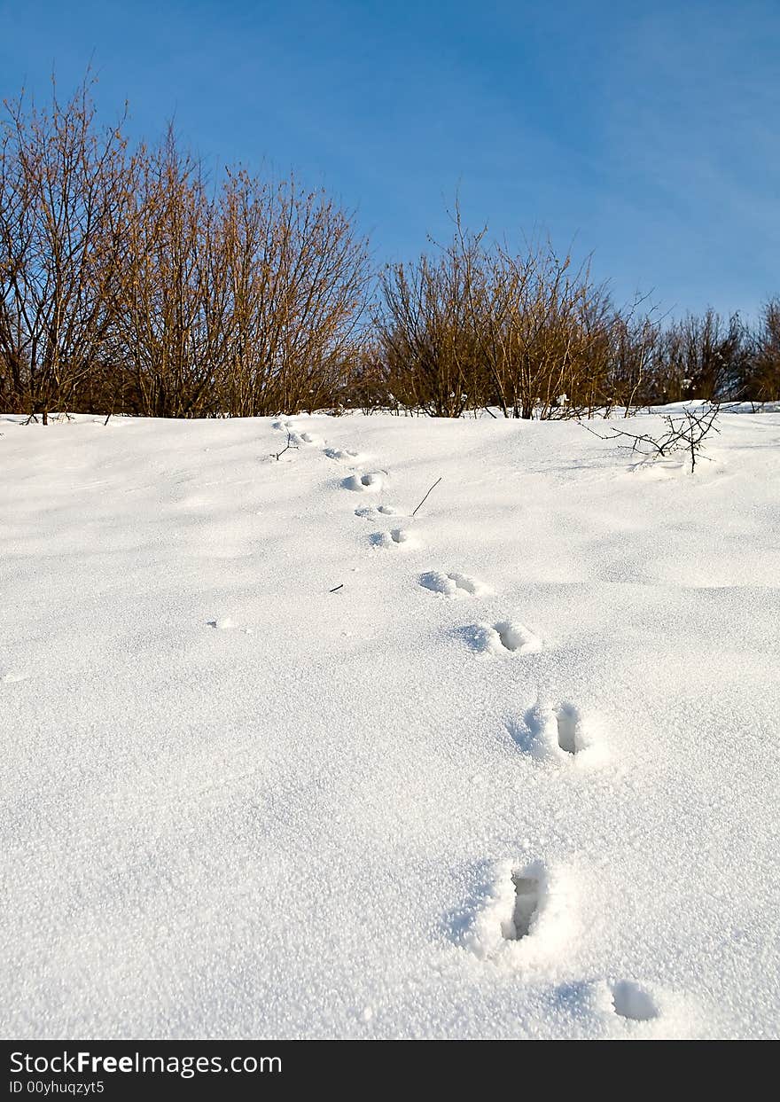 Winter detail of hill covered with snow with visible animal tracks.