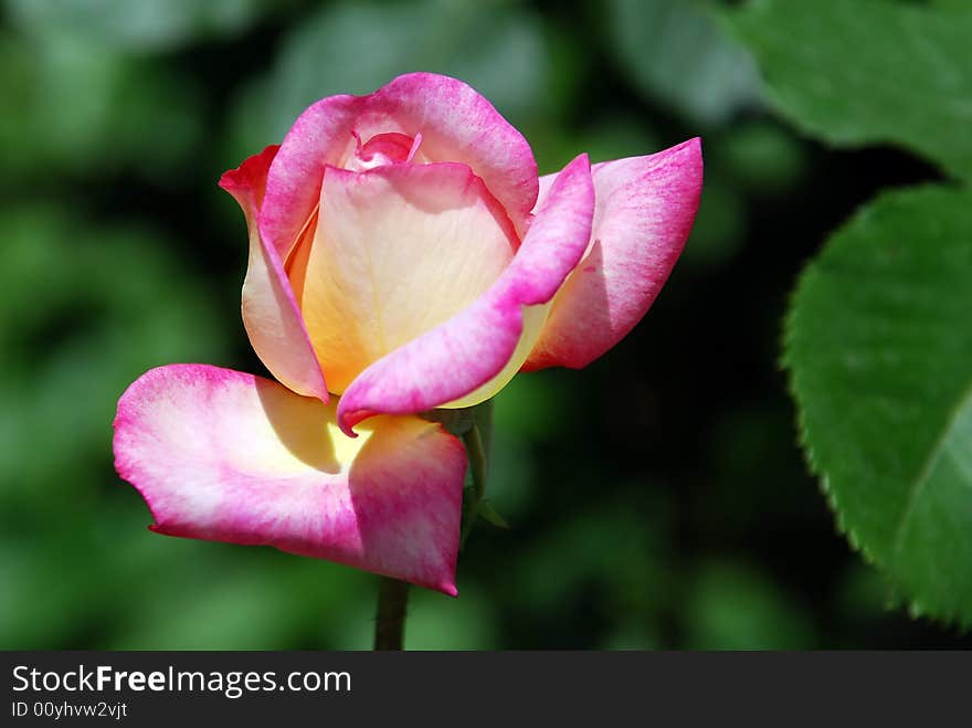 Delicate Pink Rose