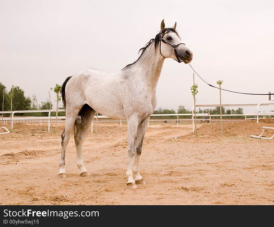 Arab horse in a farm of beijing