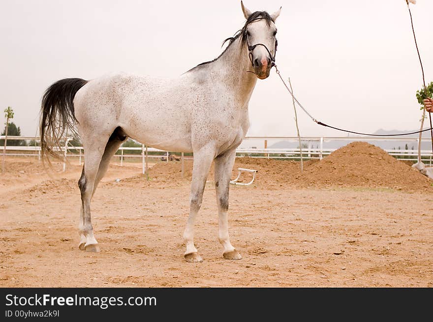 Arab horse