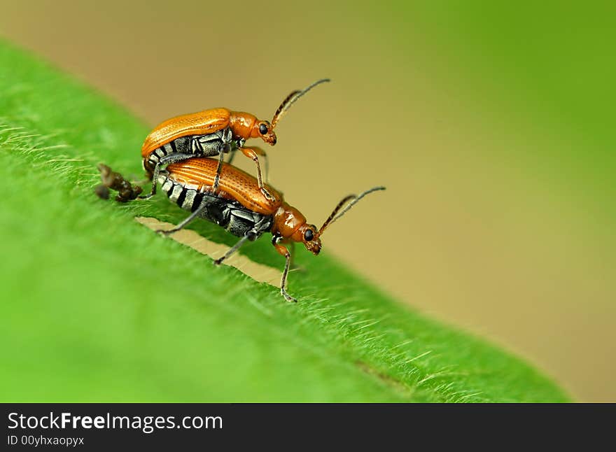 Two beetles, in the leaves, happy reproductive behavior. Two beetles, in the leaves, happy reproductive behavior.