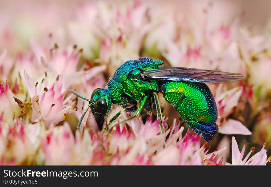 Metal Luster Bee