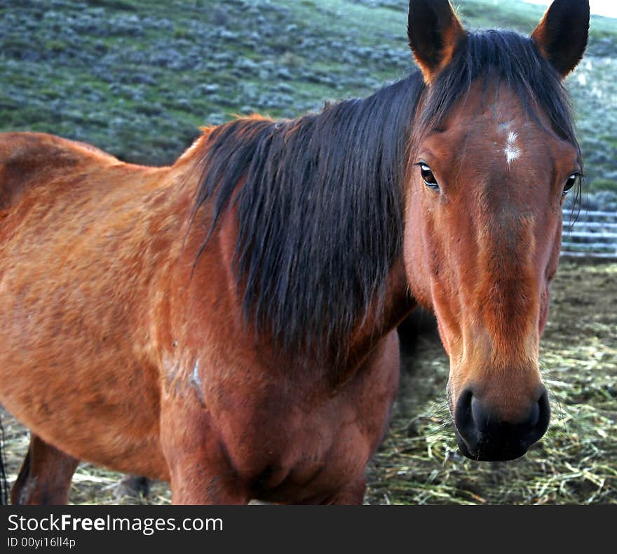 Close up of a horse. Close up of a horse