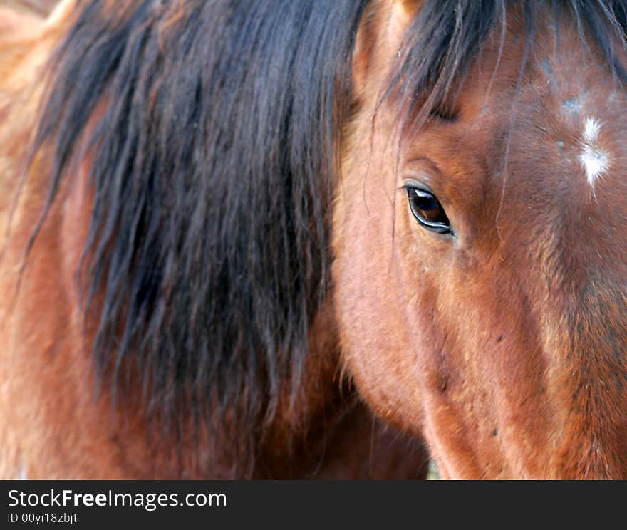 Close up of a horse. Close up of a horse