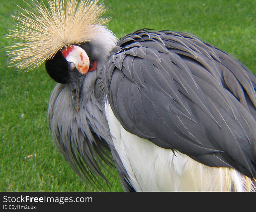 A crane when sleeping in a italian's zoo