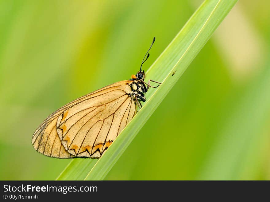 Butterfly (Acraea issoria Hubner)