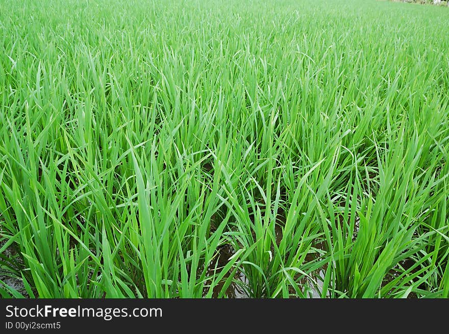 Paddy field