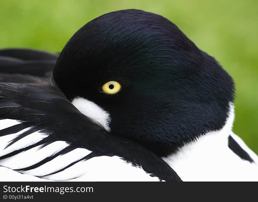 Colorful portrait of Common Goldeneye. Colorful portrait of Common Goldeneye