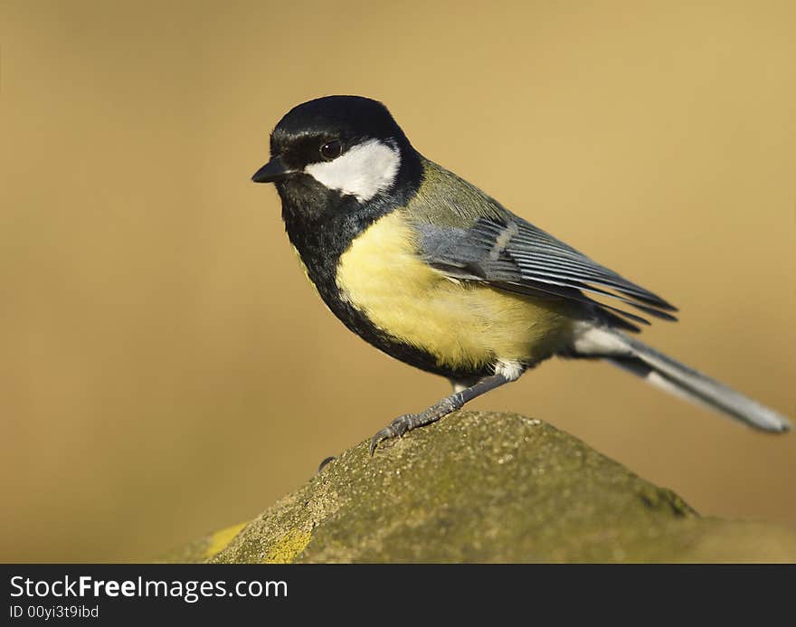 Small bird posing on rock. Small bird posing on rock