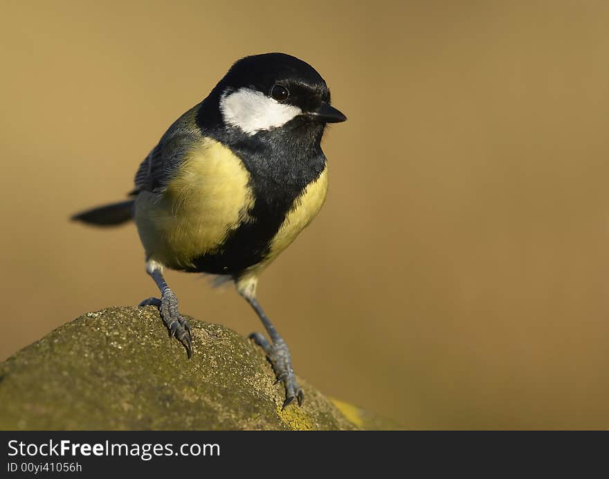 Small bird posing on rock. Small bird posing on rock