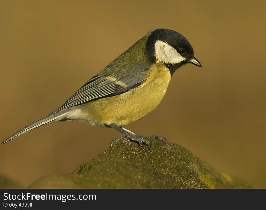 Small bird posing on rock. Small bird posing on rock