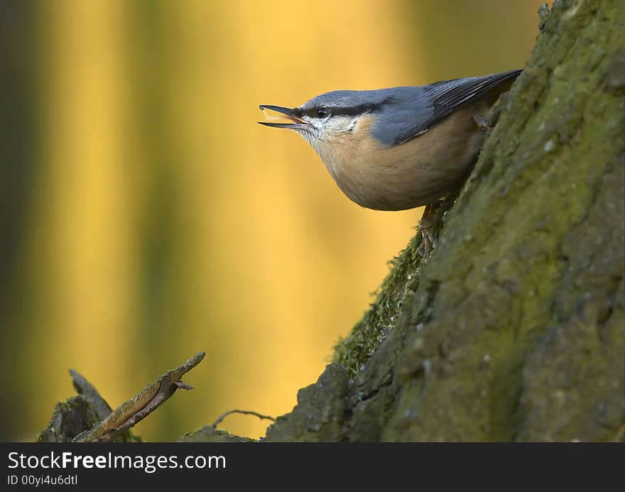 Small bird posing on stump. Small bird posing on stump