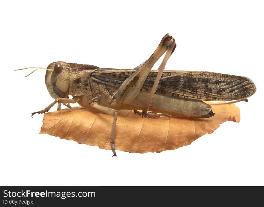 Migratory Locust - (Locusta Migratoria)