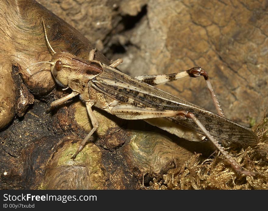 Migratory Locust - (Locusta Migratoria)