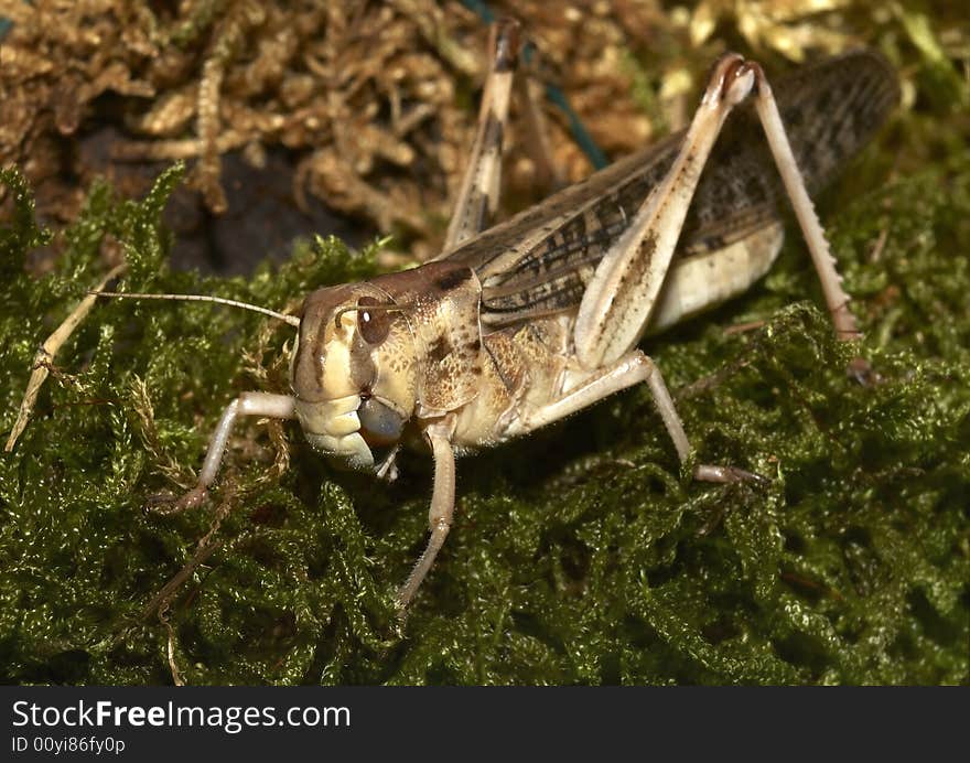 Migratory locust - (Locusta migratoria)