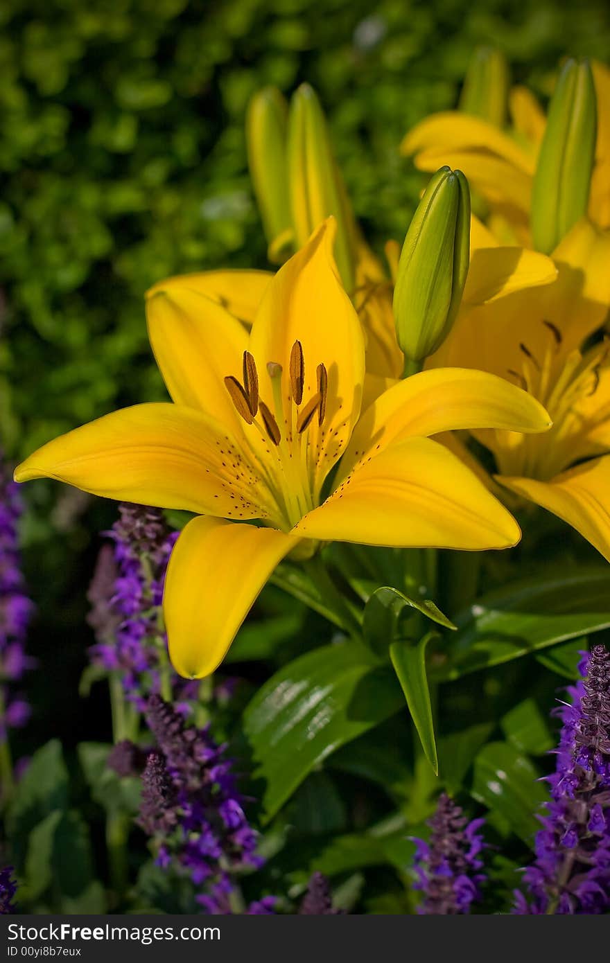 Yellow blooming flower