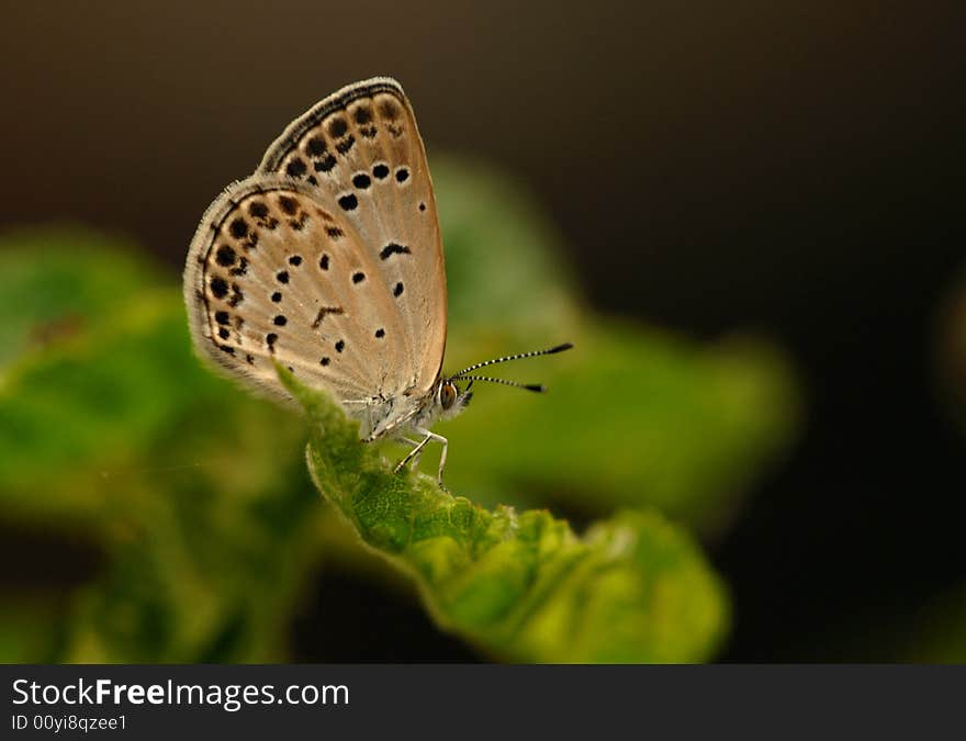 Butterfly  [Pseudozizeeria Maha (Kollar)]