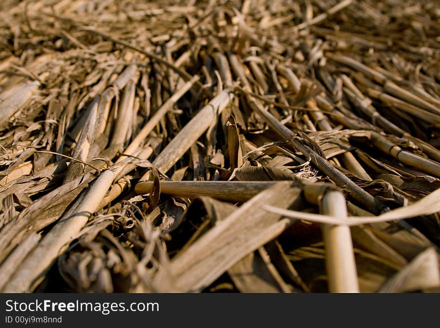 Reed. floor under lake. canon eos 400d.