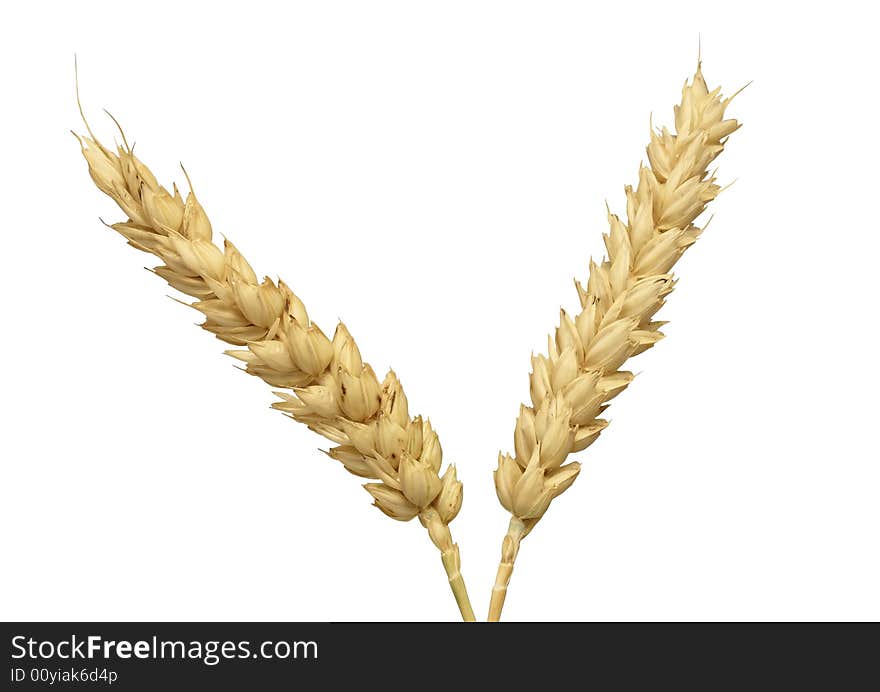 Spike of wheat isolated