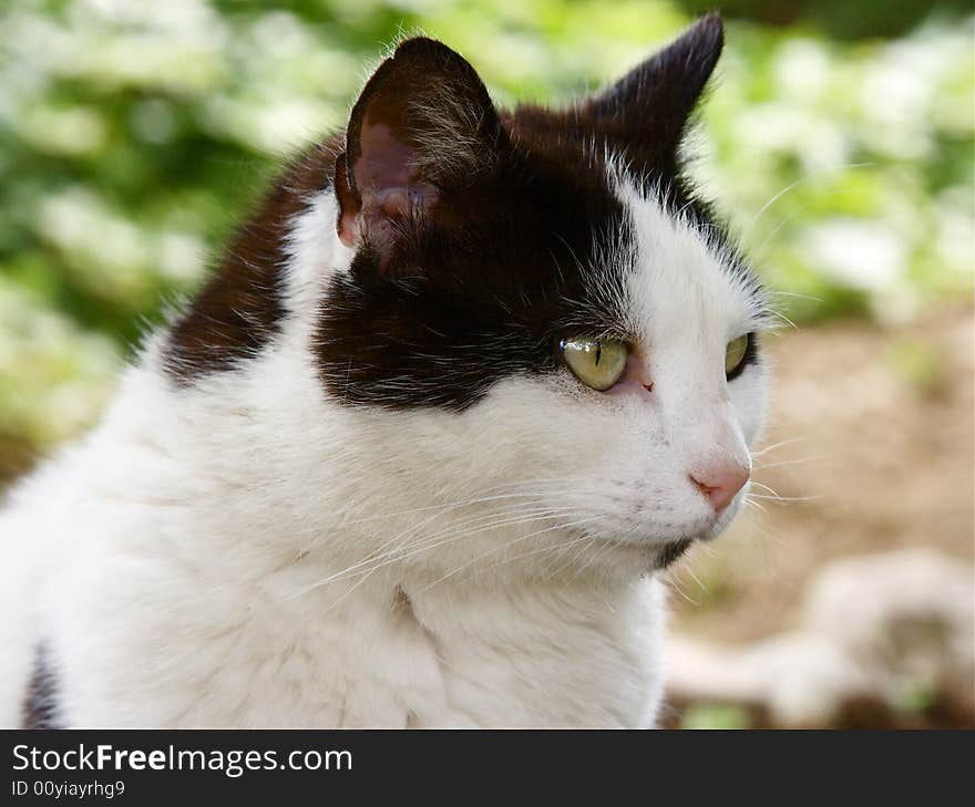 Portrait of european female cat. Portrait of european female cat