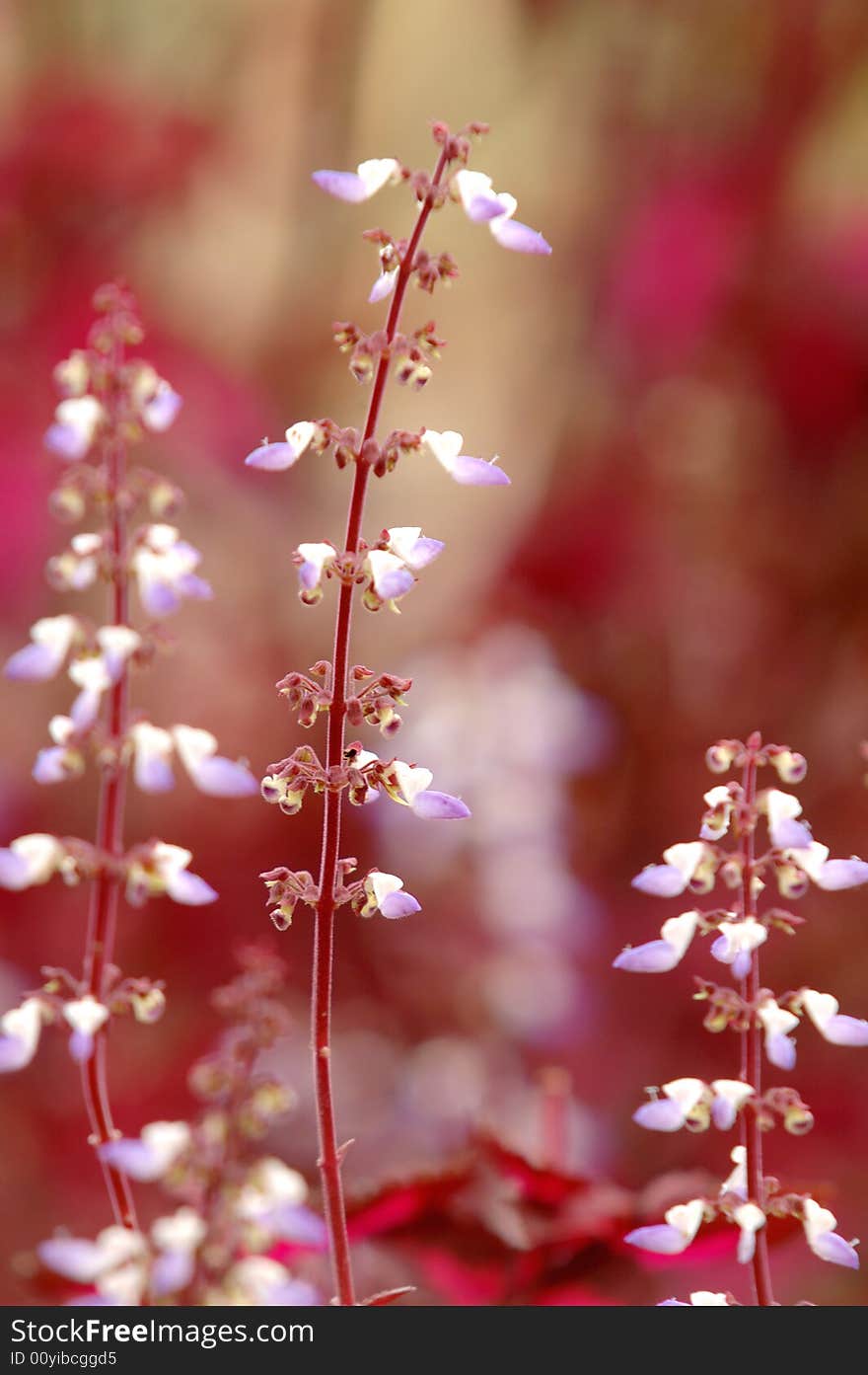 Some beautiful flowers in the garden