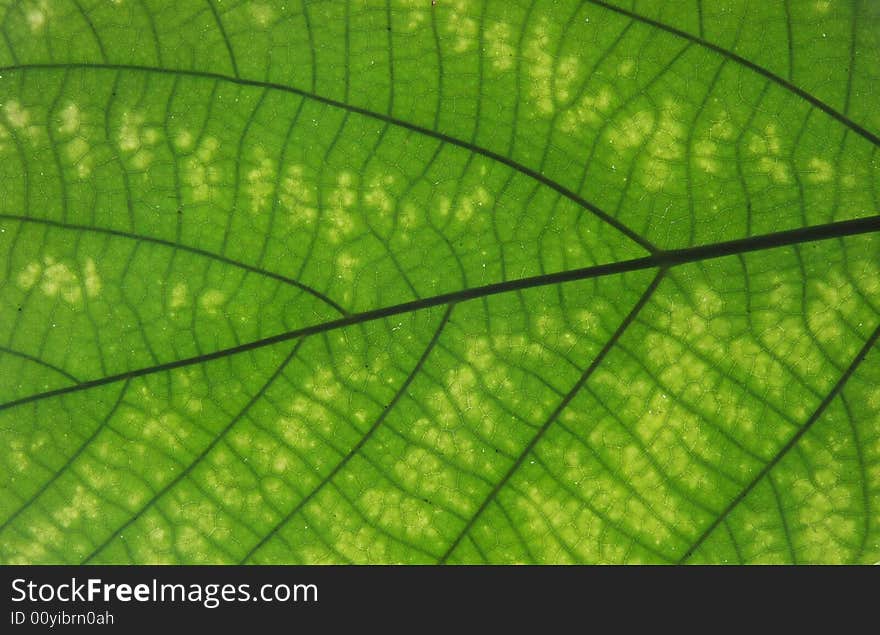 Structure of leaf, macro shot