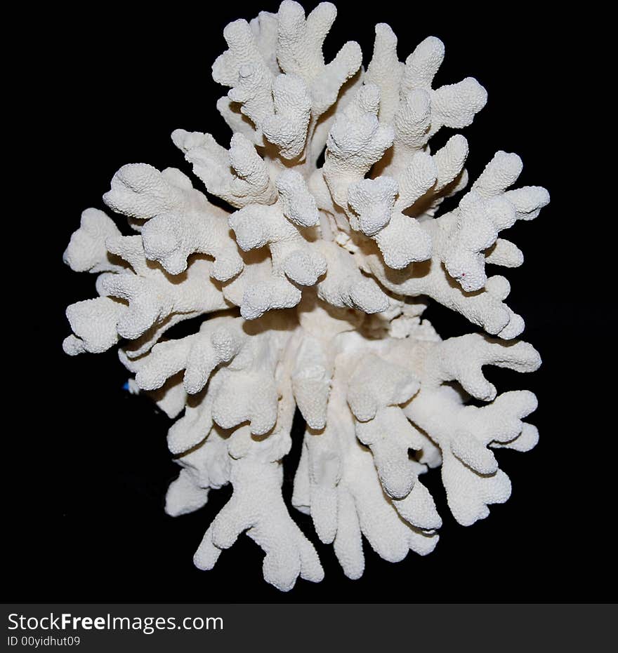 Pure White Coral Bloom from the Tropics