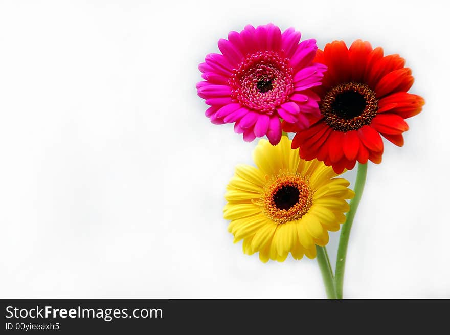 Flowers very sharp studio shot