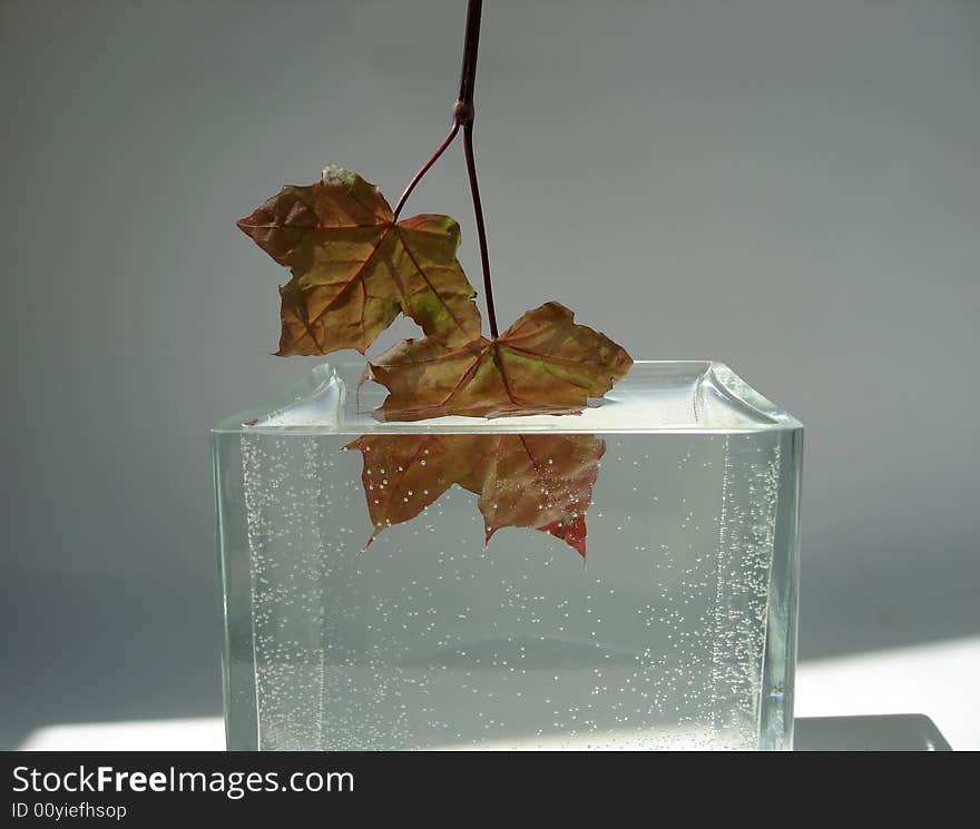 Maple leaves in water and reflection