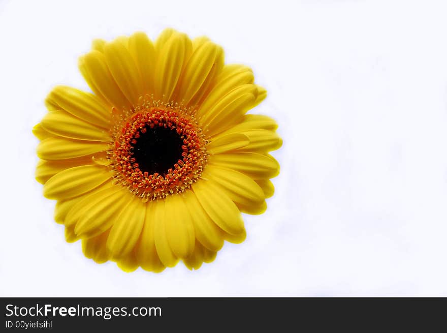 Flower very sharp studio shot