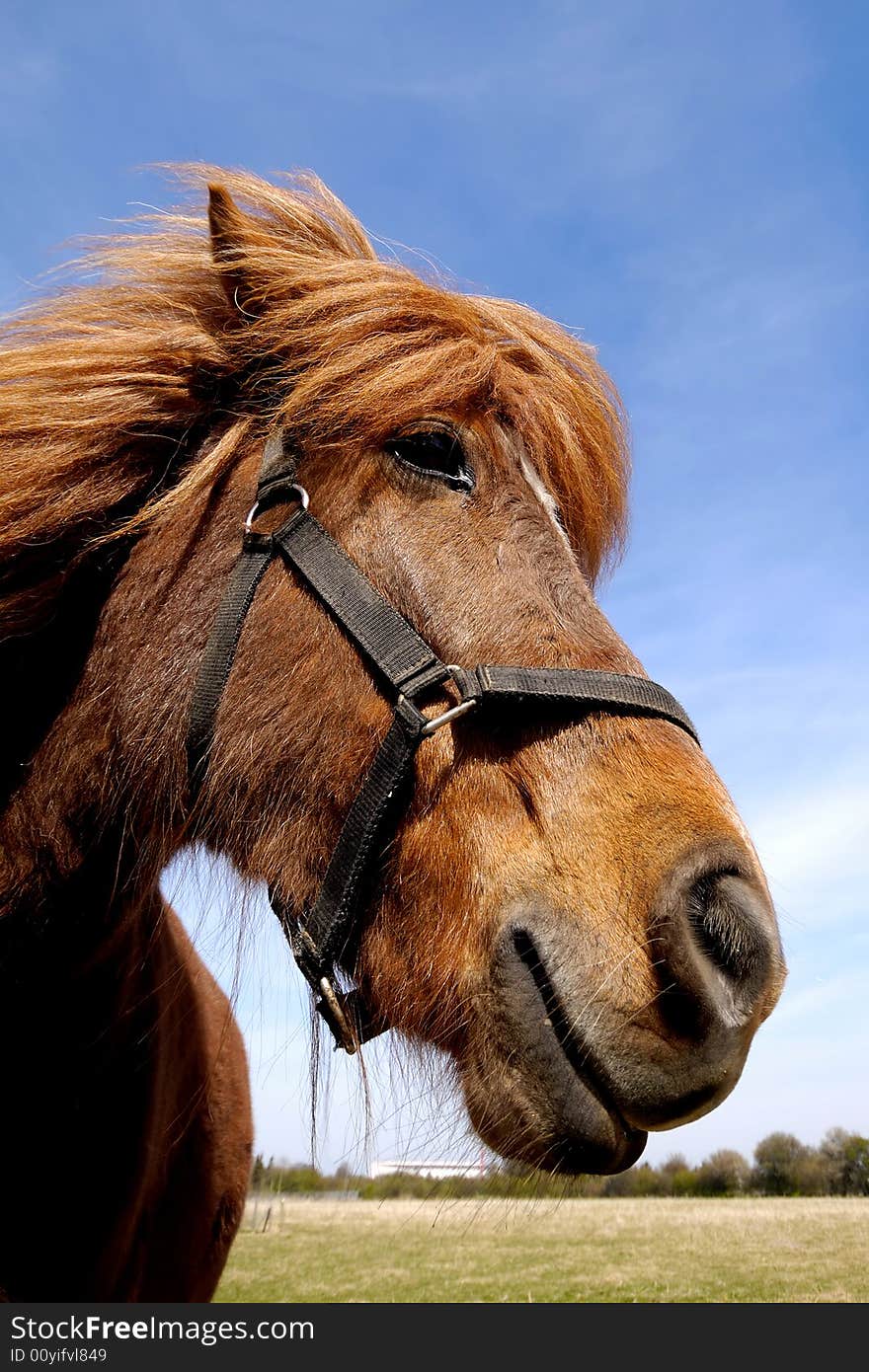 Wide angle shot of horse face. The horse is looking very curious. Wide angle shot of horse face. The horse is looking very curious.