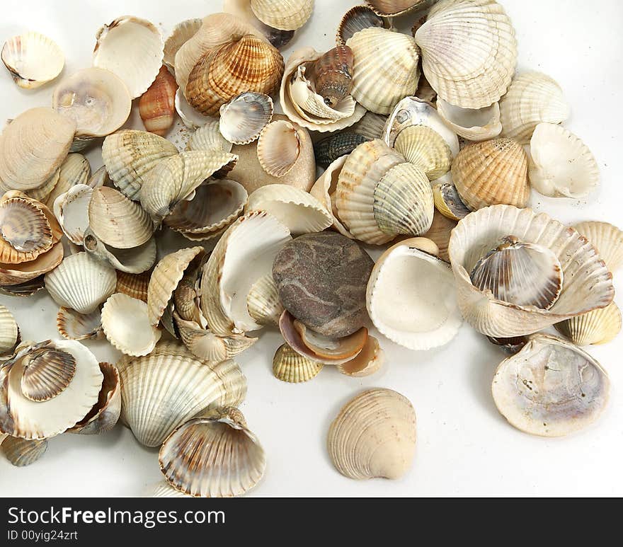 Isolate assorted sea shells against white