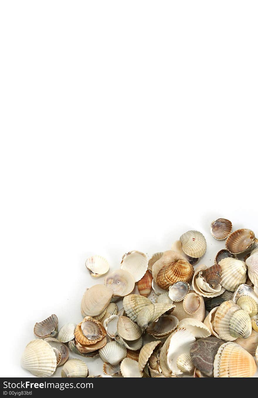 Isolate assorted sea shells against white with copy-paste space