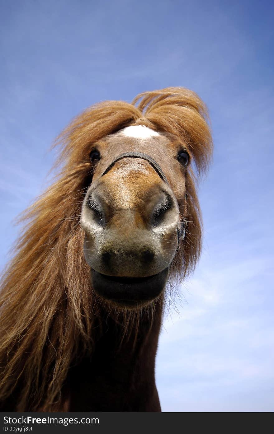 Wide angle shot of horse face. The horse is looking very curious at the camera. Wide angle shot of horse face. The horse is looking very curious at the camera.