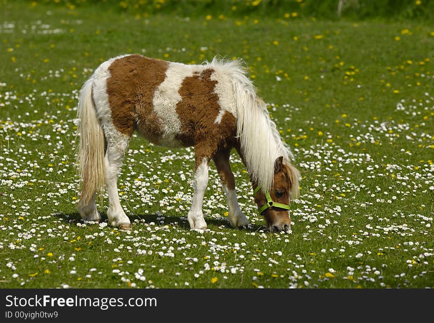 A sweet young horse is eating green grass. A sweet young horse is eating green grass