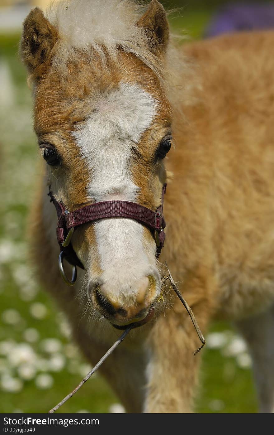 A sweet young horse foal on a green field.