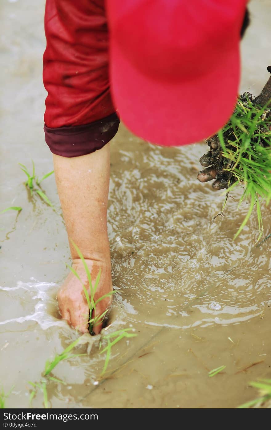 Transplant rice seedlings