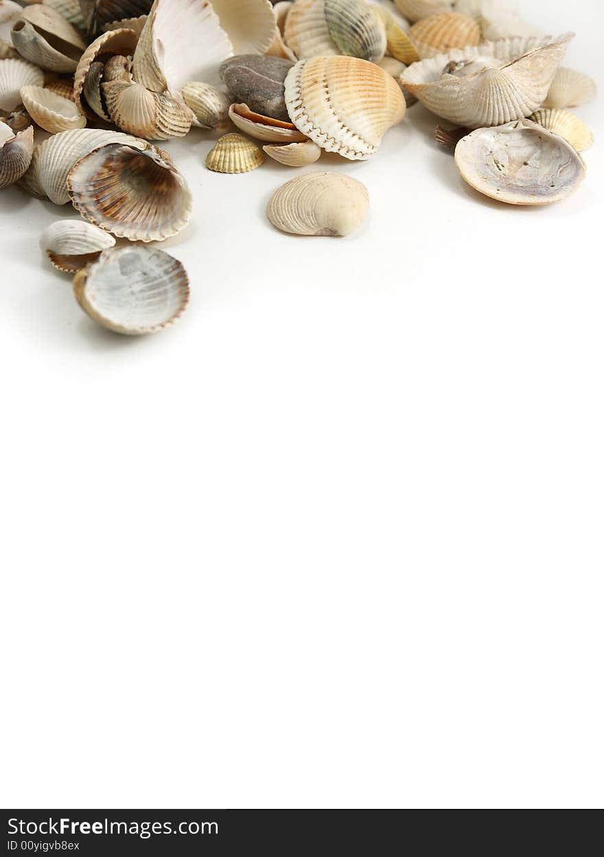 Isolate assorted sea shells against white. Isolate assorted sea shells against white