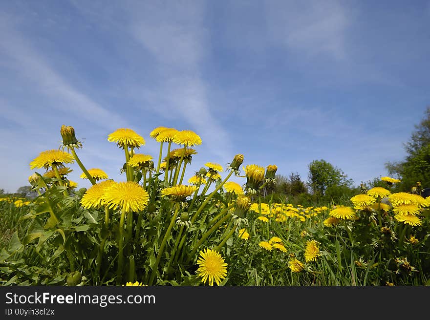 Dandelion flowers